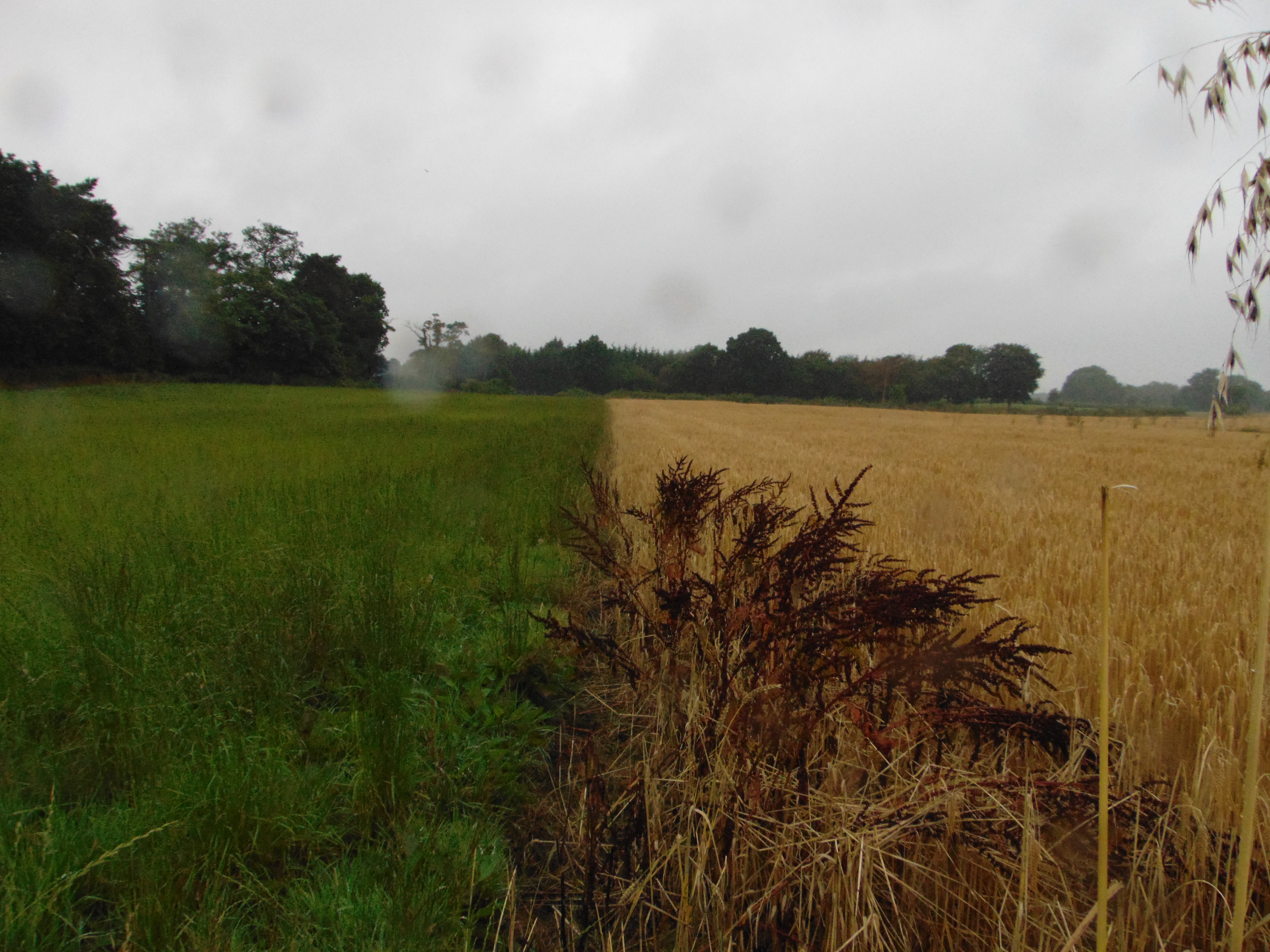 cornfield